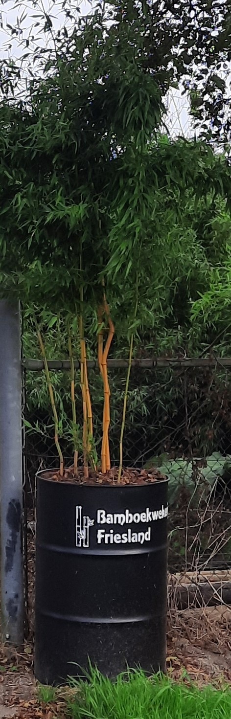 Bamboe in pot planten.