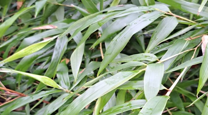 Nieuwe soort! Phyllostachys Aureosulcata ‘Blackfire’.
